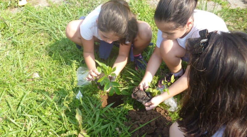 Alunos plantaram 20 árvores