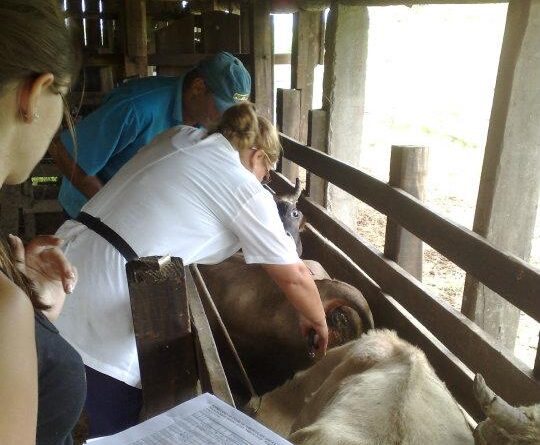 Pequenos pecuaristas podem solicitar as doses para vacinar os bovinos