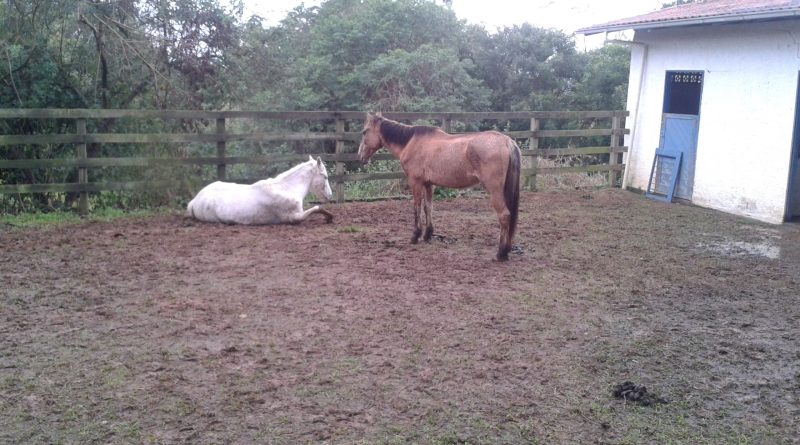 O prazo esperado para que entrem em contato ou provem a posse dos animais é de cinco dias.