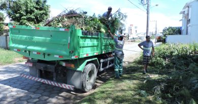 As árvores das praças Ari da Silva Canez e Sete de Setembro estão recebendo os serviços de poda de árvores.