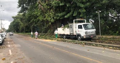 Retirada de árvore que cedeu na Avenida José Acácio Moreira foi realizada nesta quinta-feira (23)