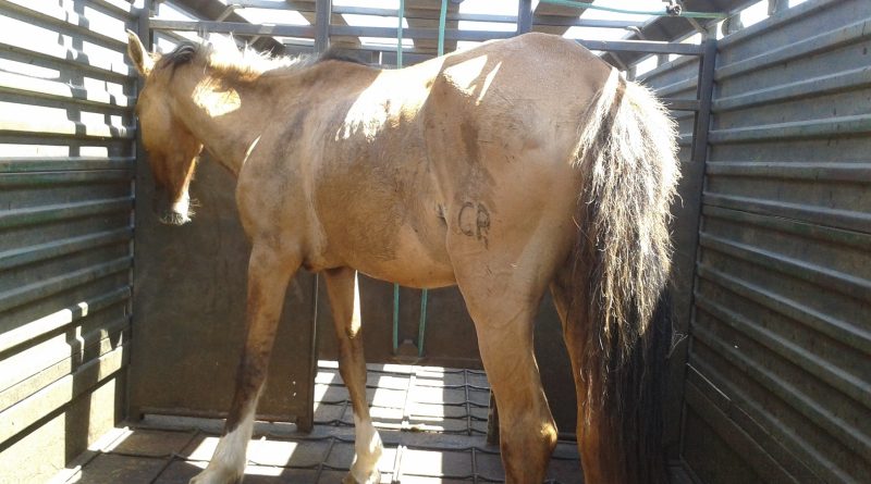 Após os cuidados, o animal foi adotado para um morador de Braço do Norte.