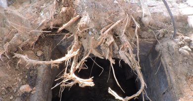 A retirada da tampa foi realizada de forma manual para não danificar uma árvore Ipê, localizada ao lado da vala.